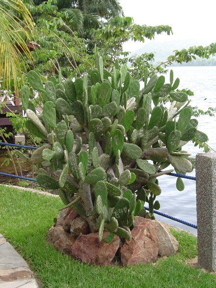 Signature Cactus